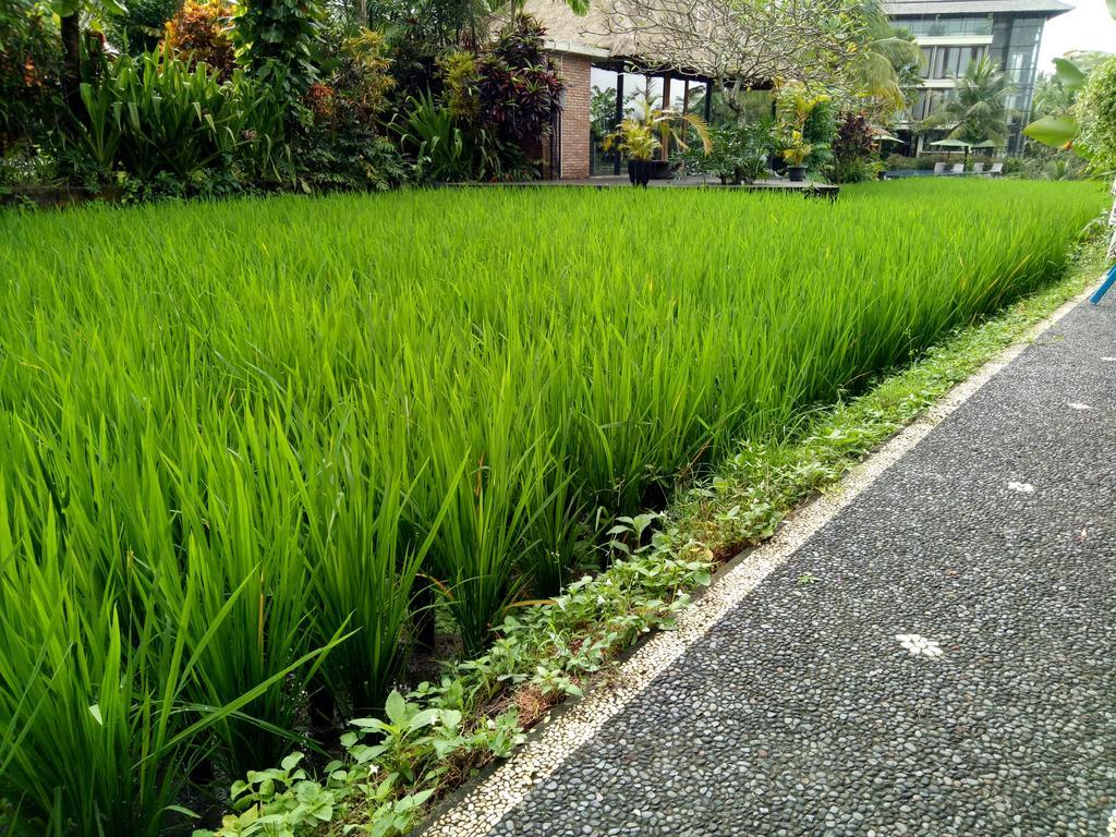 Ferienwohnung Maple House Ubud Exterior foto